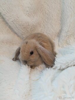 Vymazlení zakrslý králíčci - beránek, teddy, rex, minilop - 4