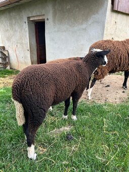 Jehňičky Zwartbles - 4