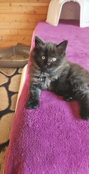 Mainská mývalí - koťata křížený - 4