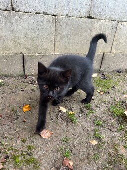 Darujeme koťátka - 4