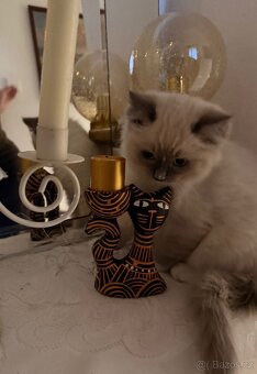 Ragdoll koťátka s PP - 4