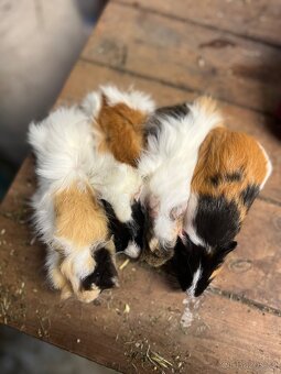 Morčata - rozety a hladkosrsté morče samci - 4