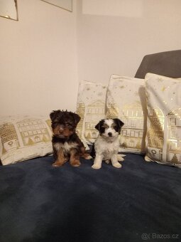 Jorkšír ,Jorkšírský teriér, Yorkšír - 4