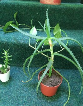 pokojové kytky č.2 - 4