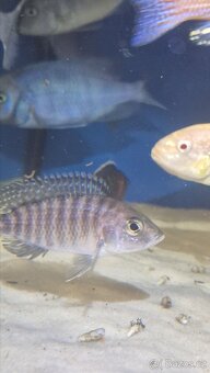 Tlamovci Aulonocara Red Rubín - 4