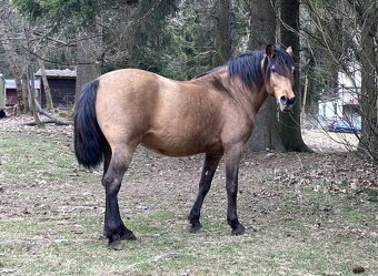 Připouštění Lusitano hřebcem - 4