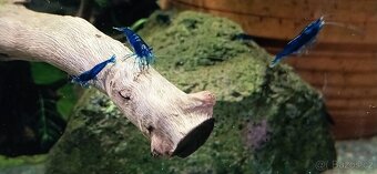 Krevetky modré Neocaridina Blue Dream - 4