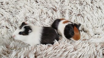 Morčata, Morče, morčátko - ARTHUR a ALVIN - 4