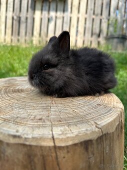 Teddy - zakrslý králíčci - 4