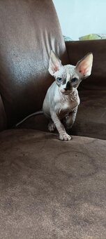 Rezervace sphynx - 4
