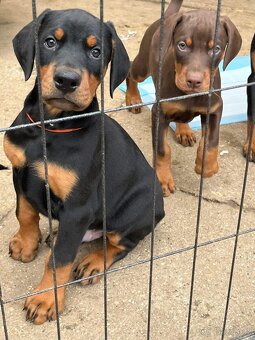 DOBERMAN S FCI PP - dobrman štěňata - 4