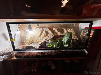 Užovka červená samec - včetně terária - 4