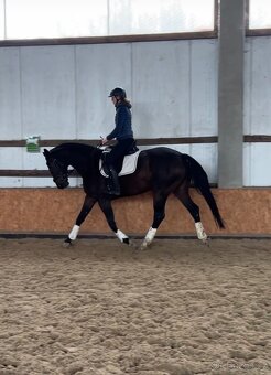 Charakterní klisna do sportu nebo jako luxusní hobby kůň - 4