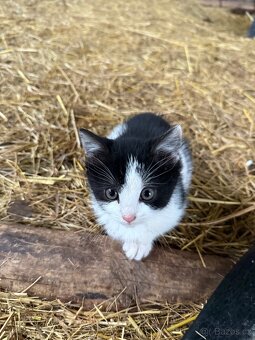 Kotě - Dobříš - 4