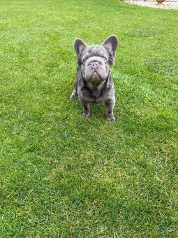 Francouzsky buldoček blue tan dlhosrstá big rope fenka - 4