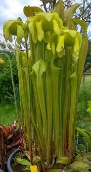 Venkovní masožravé rostliny - 4