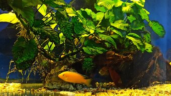 Labidochromis Yellow - 4