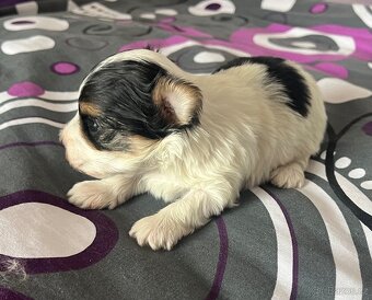 Jorkšírský teriér - 4