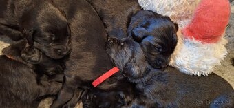 Flat Coated Retriever - štěňátka s PP + možnost lekcí zdarma - 4