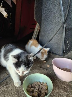 Prosíme o pomoc pro koťátka - 4