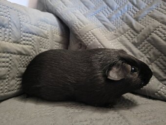 Morče samec hladký a US Teddy - 4