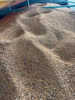 Prodám hrách půlky - 4