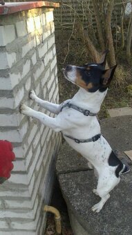 Jack russel teriér ke krytí-bez PP - 4