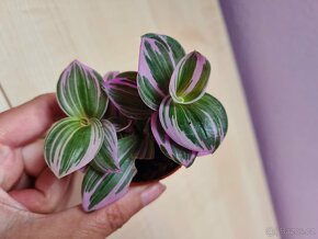 Alocasia, philodendron, syngonium, monstera a další - 4