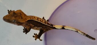 AKCE HALLOWEEN Pagekon řasnatý Correlophus cilliatus - 4