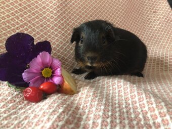 Morče - morčátko - 4