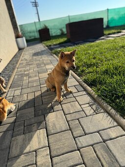 Shiba Inu štěňátko – kluk k odběru od 11. 10. - 4