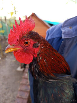 Kohouti Barneveldka zdrobnělá dvojlemovaná . - 4