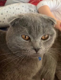 Skotská klapoucha - 4