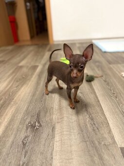 Pražský krysařík s PP - 4