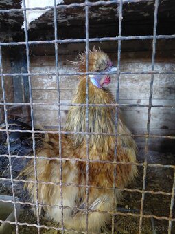 Kohout Hedvabnička zdrobnělá - 4