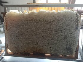 Včelí oddělky 2024 - 4