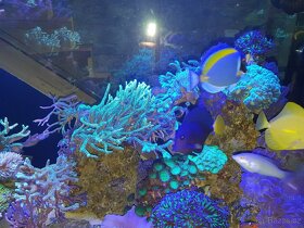 Mořské korály - 4