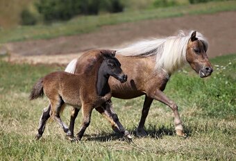 Tříletý hřebec minihorse - 4