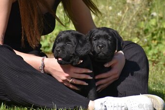 Labradorský retriever s PP - 4
