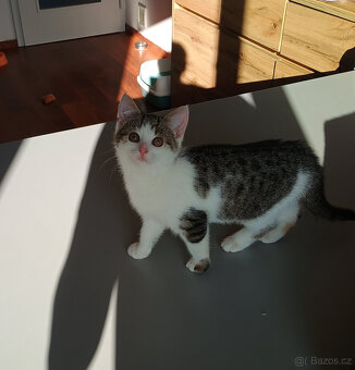 Koťata, kotě, jen do dobrých rukou - 4