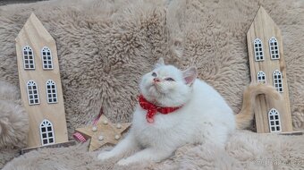 Britská koťata - 4