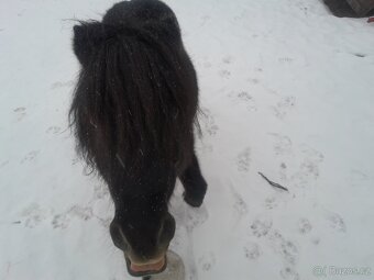 2 hřebci typu shetland - 4