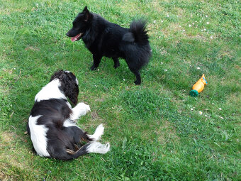 Nabídka krytí - Šiperka s PP - 4