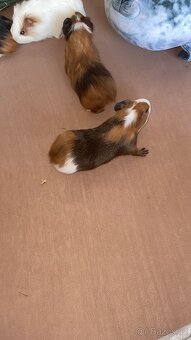 Darujem do dobrých rúk morče - 4