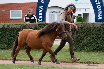 Shetland pony - 4