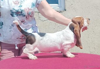Štěňata Bassethound s PP - 4
