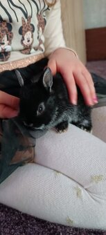 Zakrslý králík bílopesíkatý černý (samička, sameček) - 4