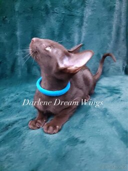 Orientální kočka s PP Darlene Dream Wings - 4