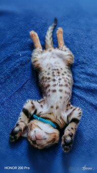 Bengálské koťátka, Bengálská kočka, Bengálky - 4