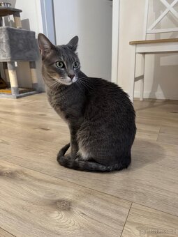 DARUJI KOCOURKA – PRAHA (SPĚCHÁ) - 4